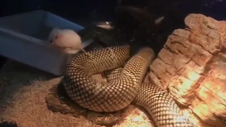 看看蛇是怎么捕食的